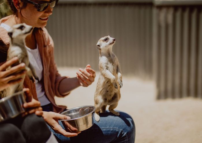 Meerkat enclosure, Hunter Valley Wildlife Park - Credit: AWP | Hunter Valley Zoo